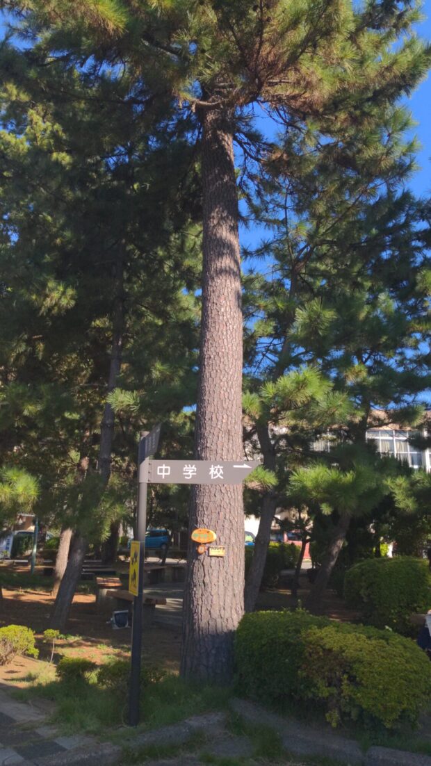 クロマツ