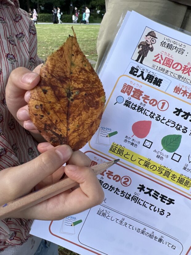 オオシマザクラ