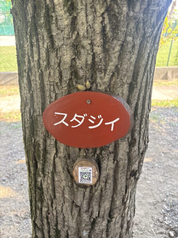 スダジイ