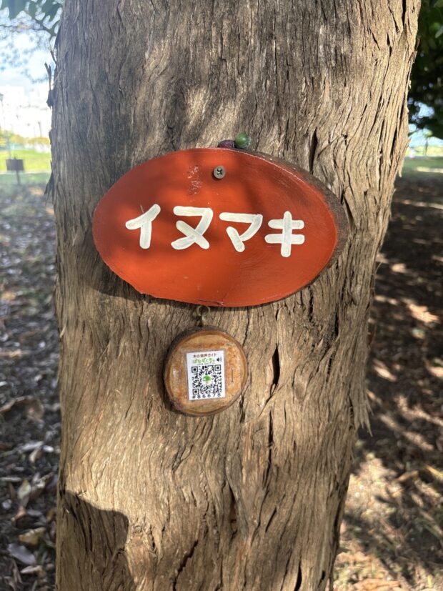 イヌマキ