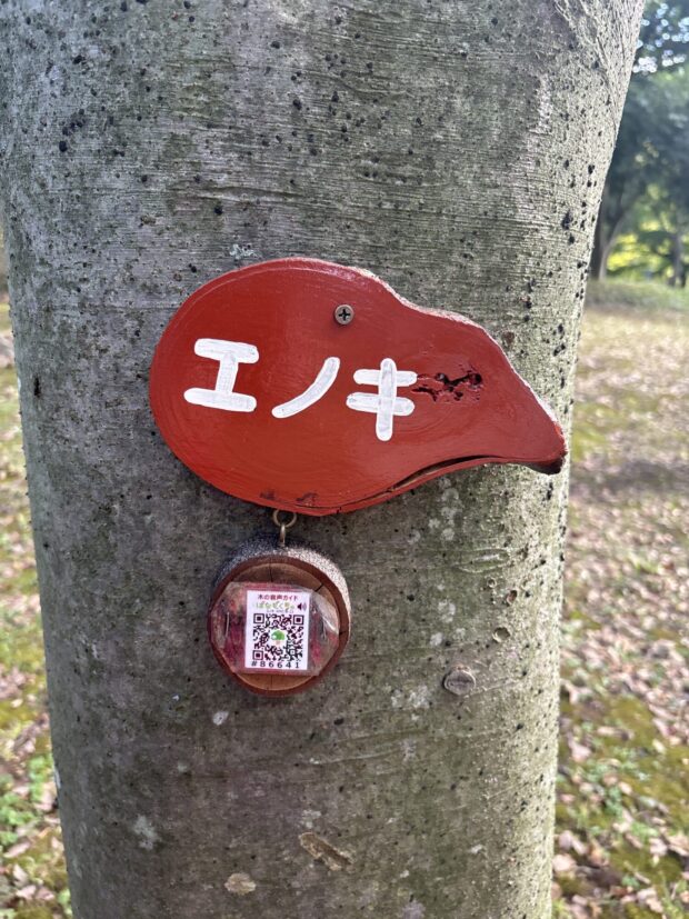 エノキ