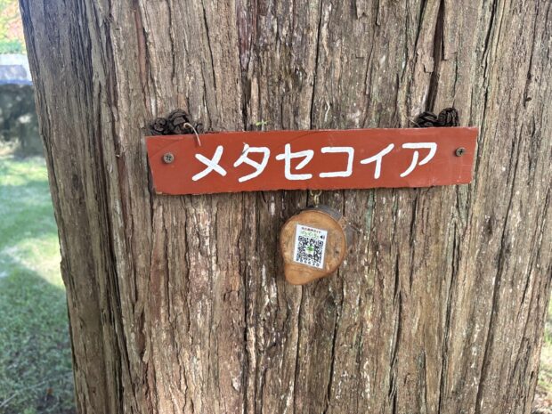 メタセコイア