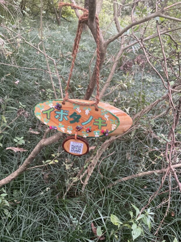 イボタノキ