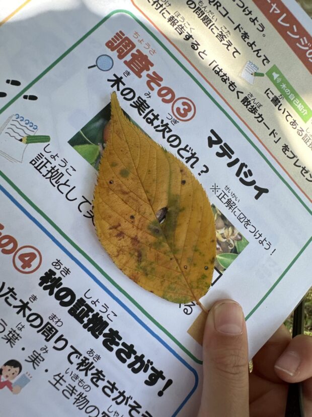 オオシマザクラ