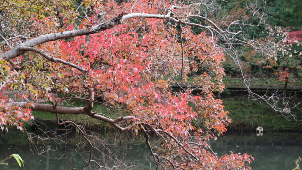 中の池