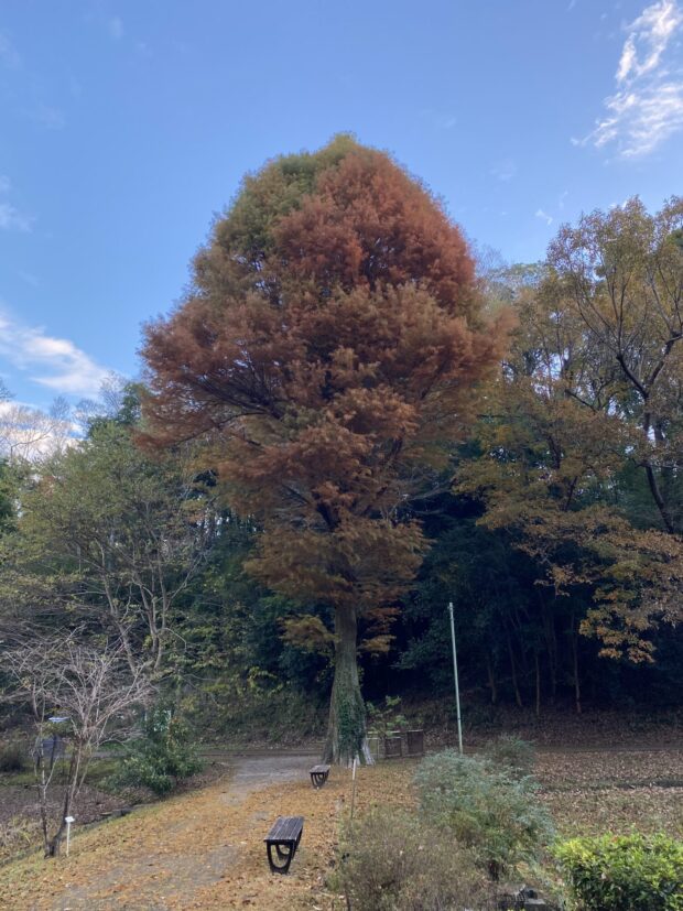 ラクウショウ（ヌマスギ）