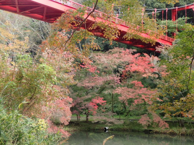 中の池