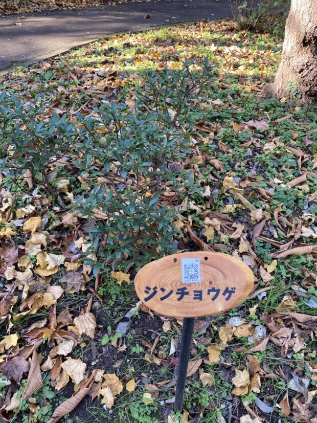 ジンチョウゲ
