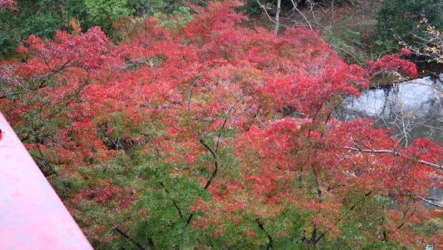 いずみ橋