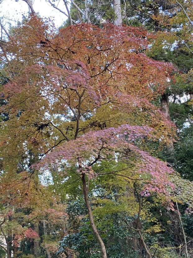 エンコウカエデ