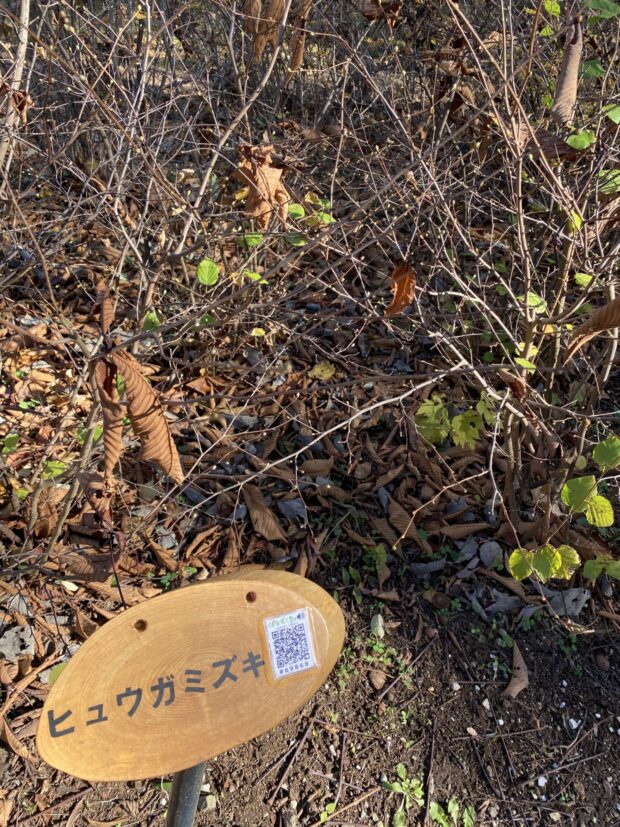 ヒュウガミズキ