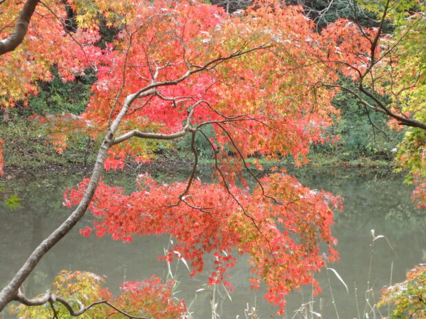 蓮池