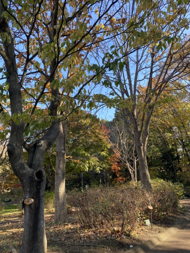 ミズキ