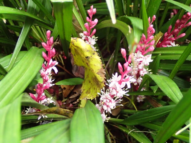 野草園