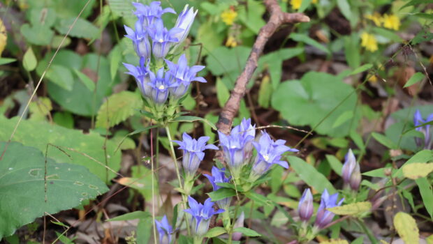 野草園