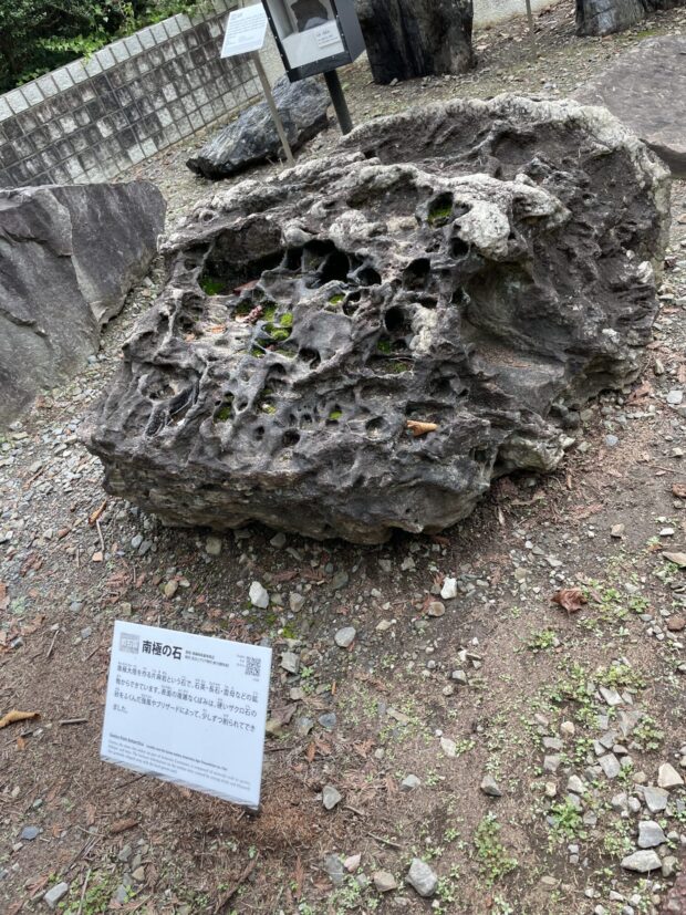 イチョウ