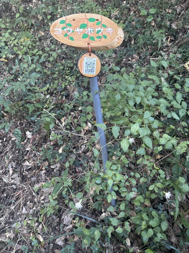 コウヤボウキ