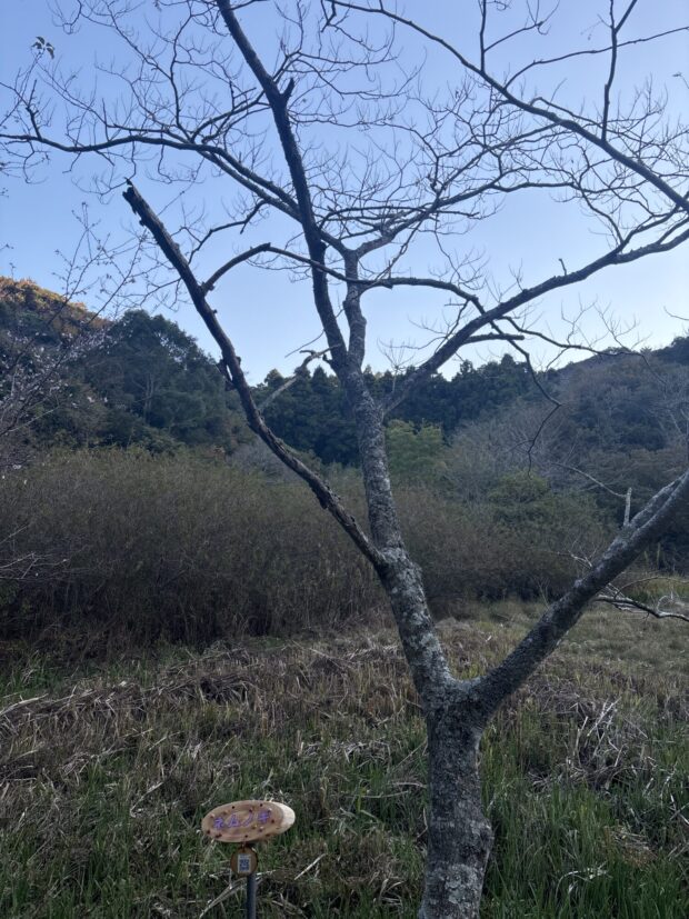 ネムノキ