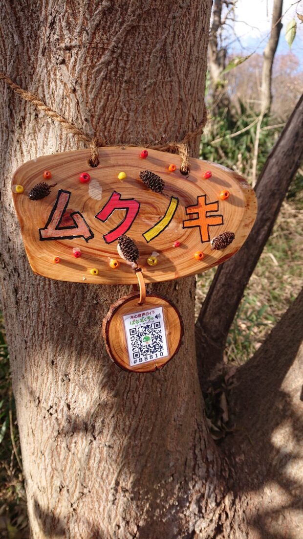 ムクノキ