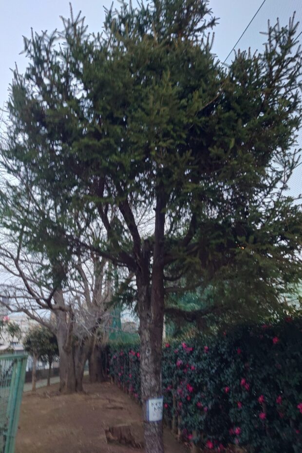 ドイツトウヒ