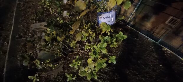 アジサイ