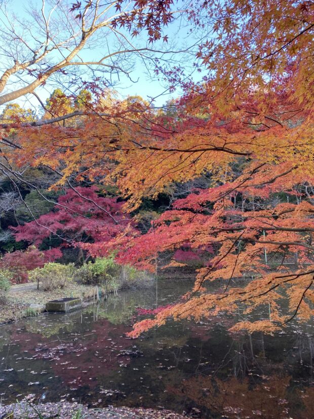 イロハモミジ