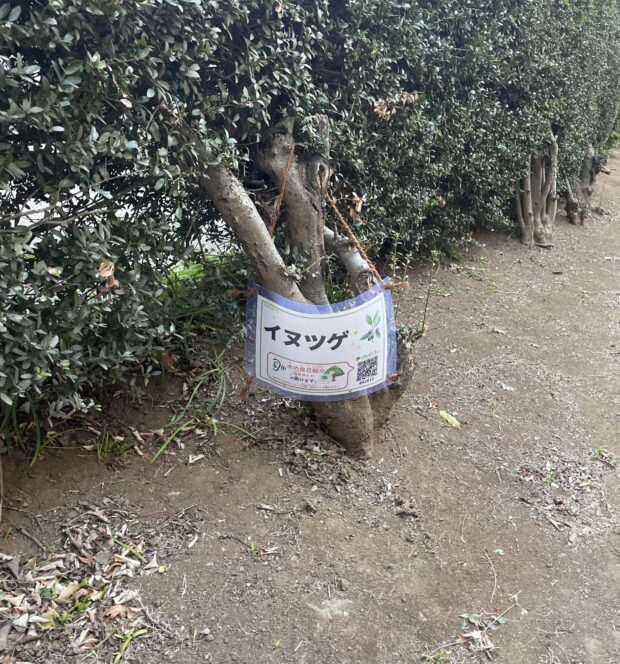 イヌツゲ
