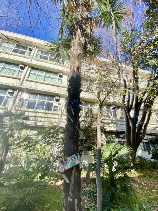 シュロ