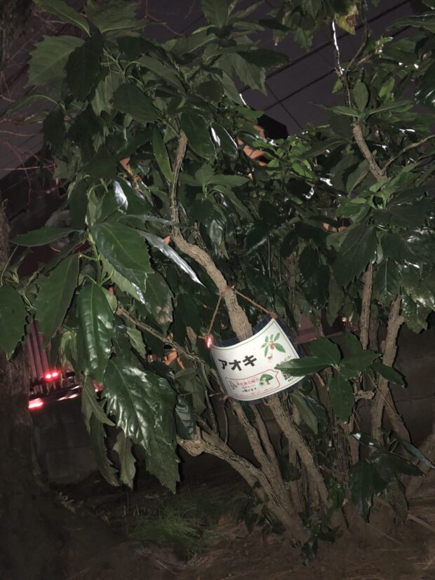 アオキ