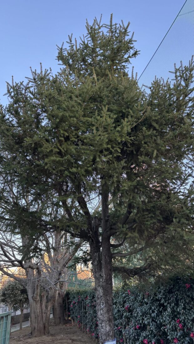 ドイツトウヒ