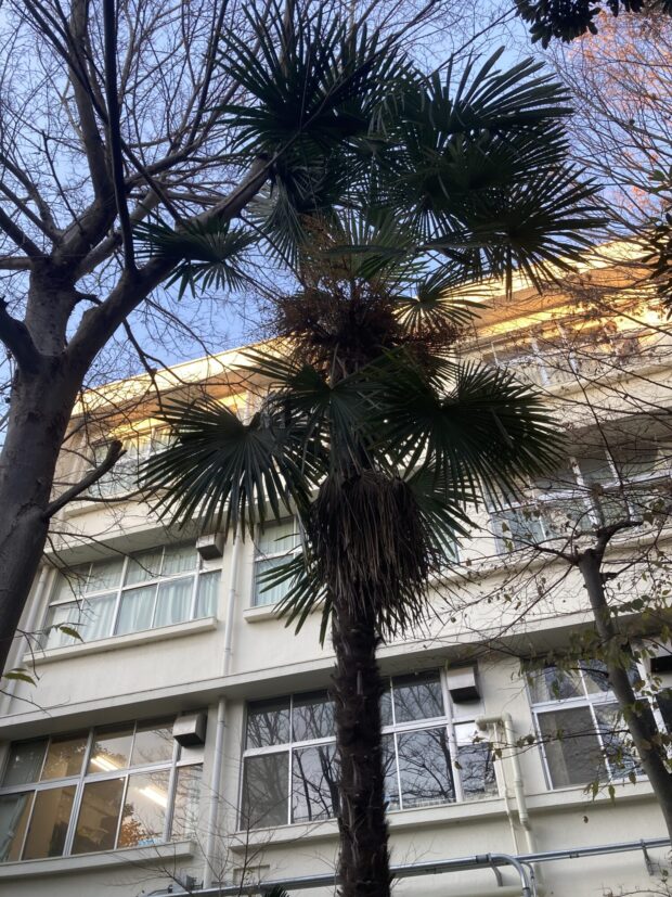 シュロ