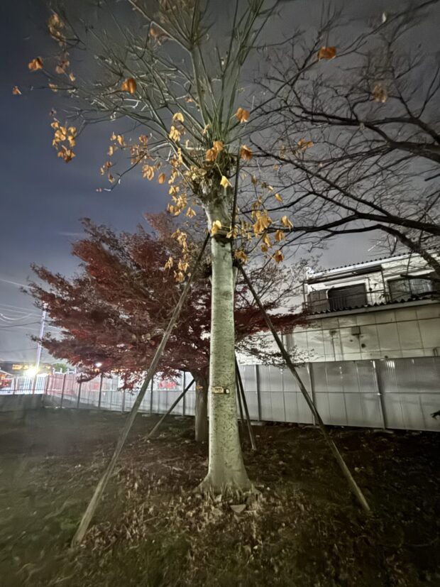 アオギリ