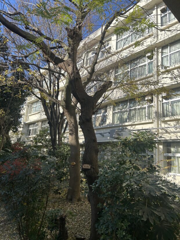 センダン