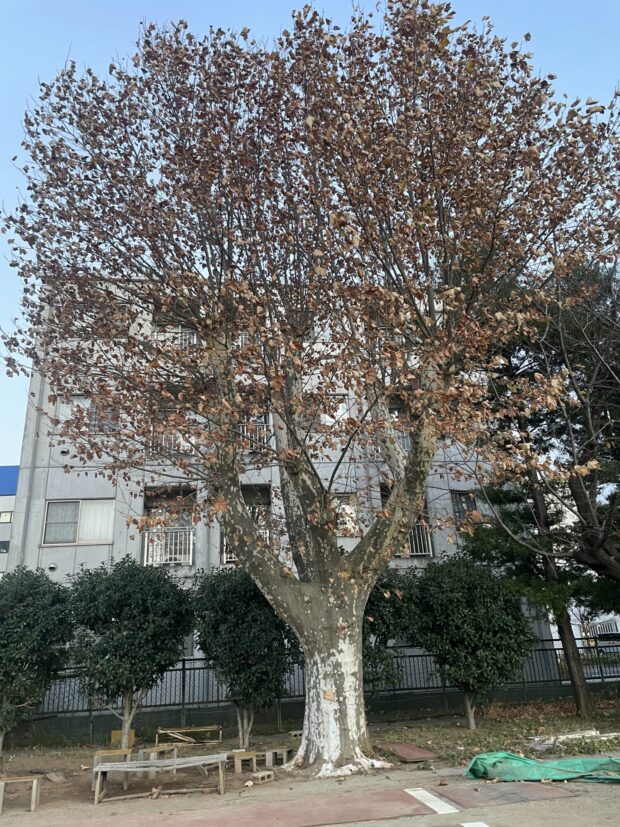 アメリカスズカケノキ