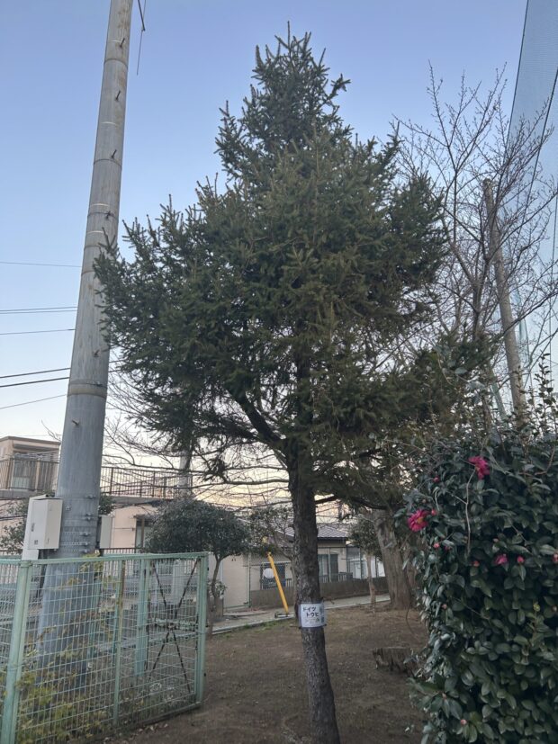 ドイツトウヒ