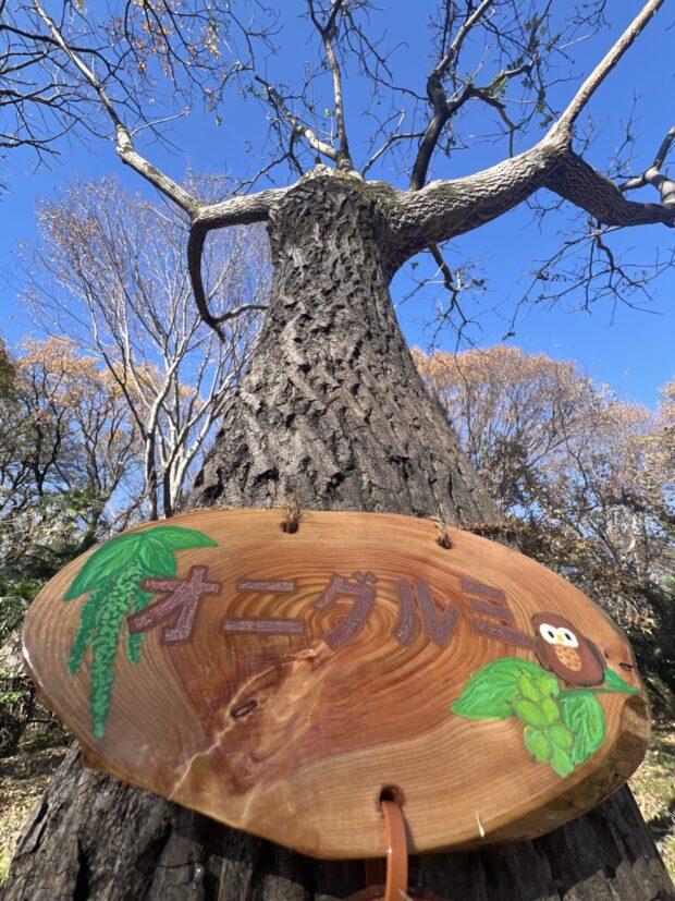 オニグルミ