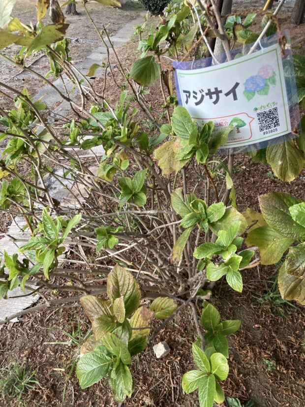 アジサイ