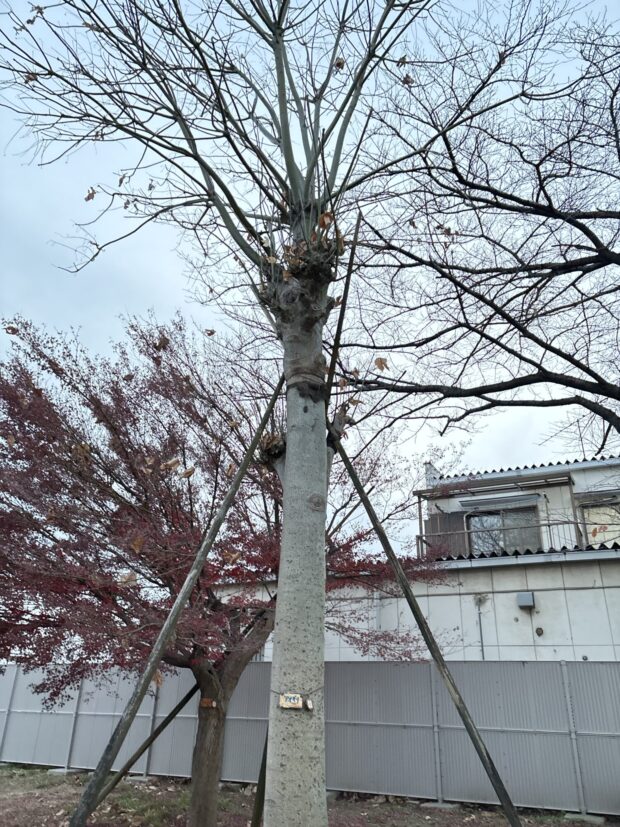 アオギリ