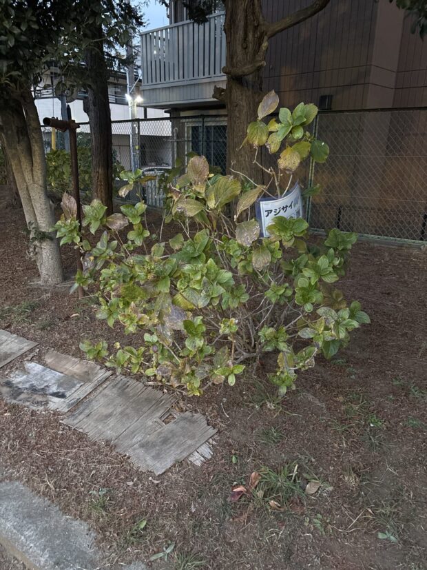 アジサイ