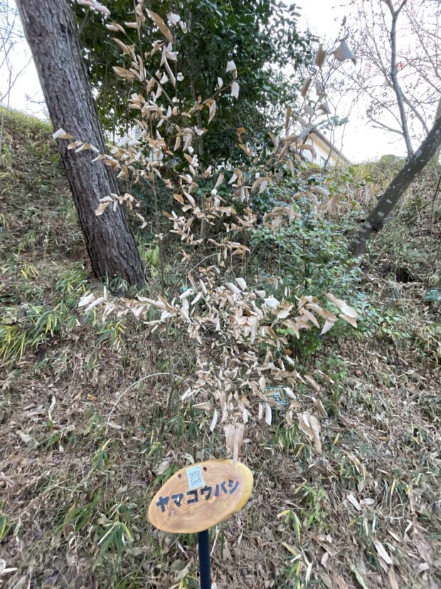 ヤマコウバシ