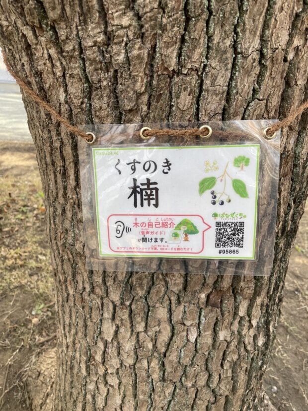 クスノキ