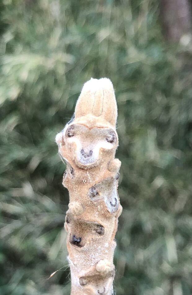 オニグルミ