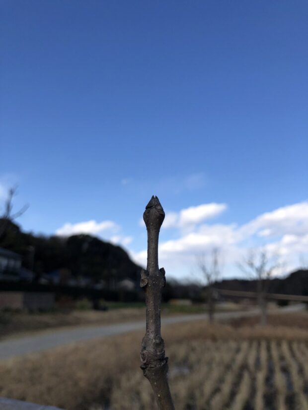 トネリコ