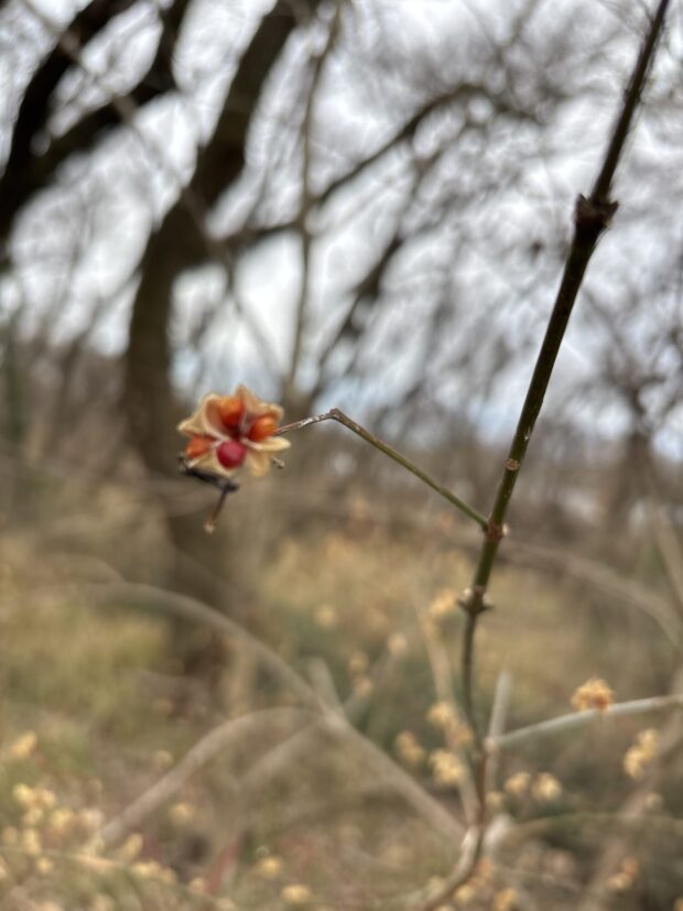 マユミ