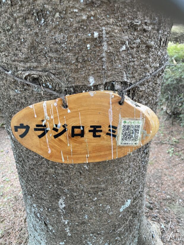 ウラジロモミ