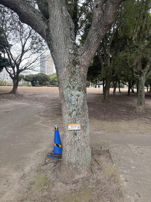 クスノキ