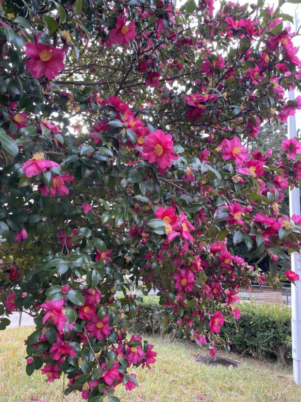 サザンカ(園芸種)