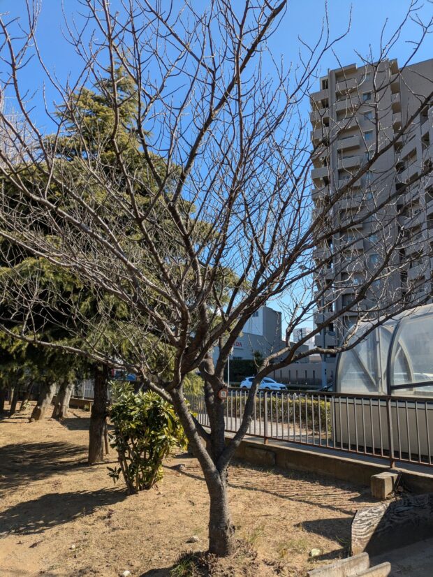 セイヨウミザクラ
