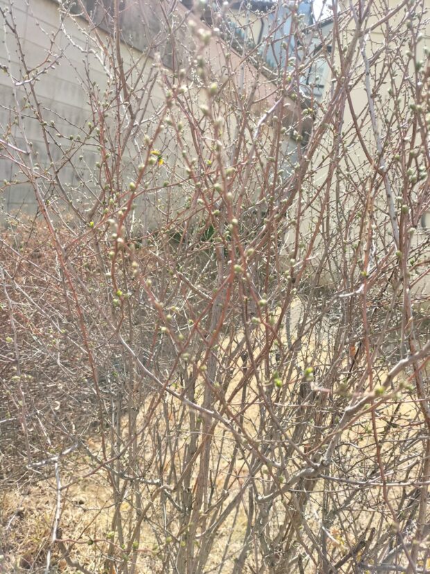ユキヤナギ