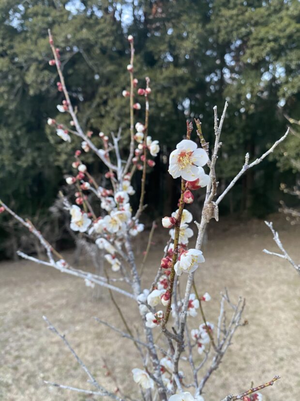 ウメ